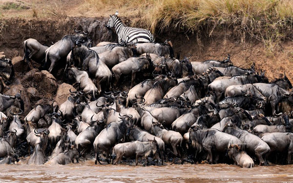 Picture 6 of Close-up of 'hungry' party of hungry crocodiles