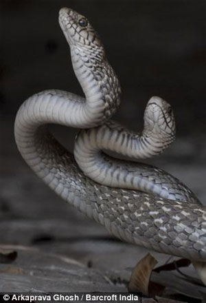 Picture 7 of Close-up of Indian male snake hugging each other to dance ...
