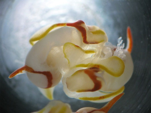 Close-up of mating of 2 sea slugs images 1