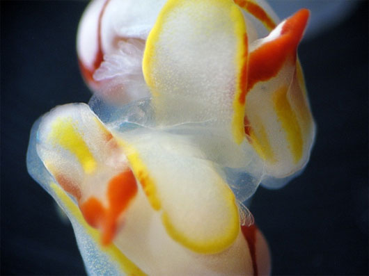 Close-up of mating of 2 sea slugs images 2