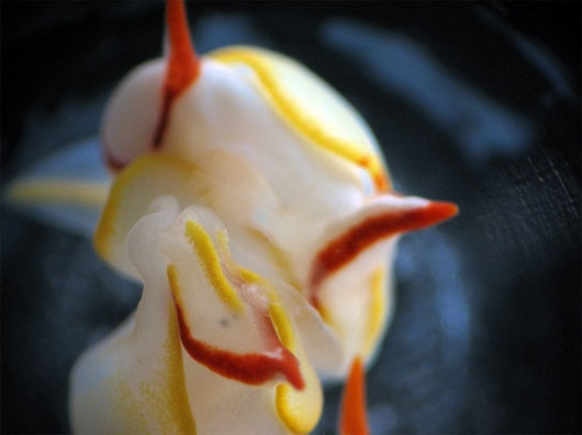 Close-up of mating of 2 sea slugs images 4