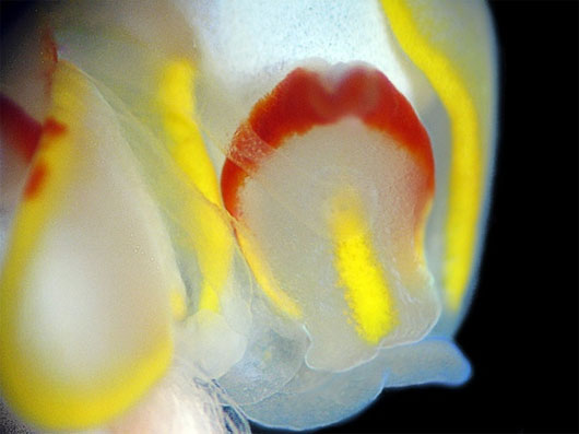 Close-up of mating of 2 sea slugs images 5