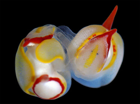 Close-up of mating of 2 sea slugs images 6