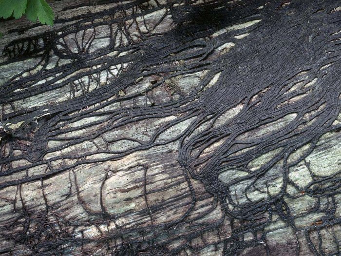 Picture 3 of Close-up of 'monsters' has the largest body in the world