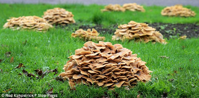 Picture 6 of Close-up of 'monsters' has the largest body in the world