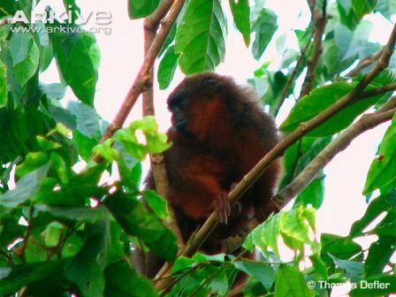 Picture 1 of Close-up of new Titi monkeys in Columbia