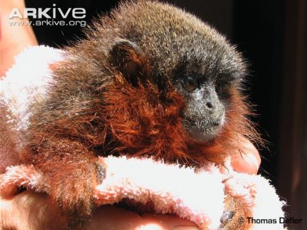 Picture 10 of Close-up of new Titi monkeys in Columbia