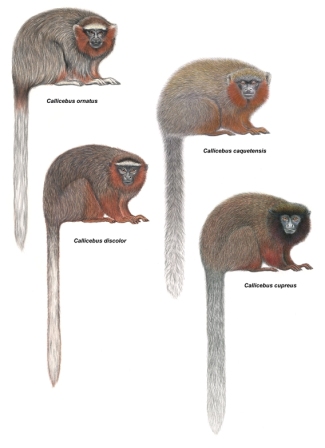 Picture 11 of Close-up of new Titi monkeys in Columbia