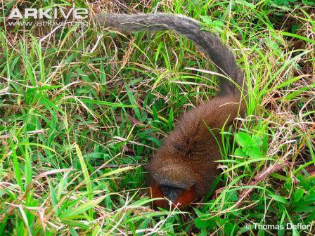 Picture 2 of Close-up of new Titi monkeys in Columbia