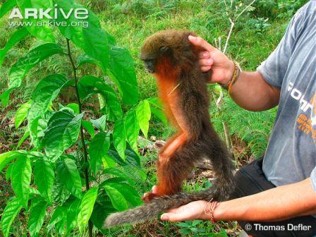 Picture 4 of Close-up of new Titi monkeys in Columbia