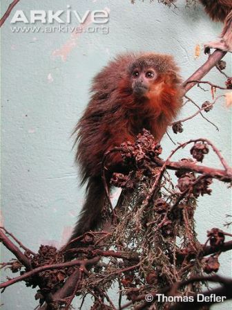 Picture 5 of Close-up of new Titi monkeys in Columbia