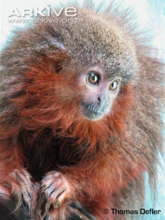 Picture 9 of Close-up of new Titi monkeys in Columbia