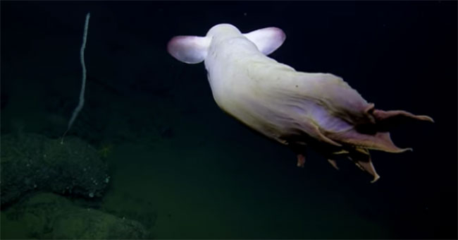 Picture 1 of Close-up of octopus ghosts super rare in the deep sea floor