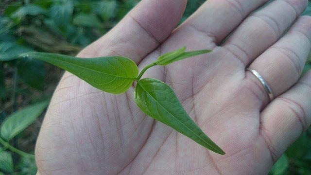 Picture 4 of Close-up of plants '3 leaves take a human life'