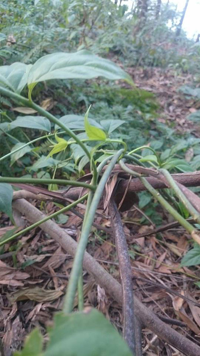 Picture 5 of Close-up of plants '3 leaves take a human life'