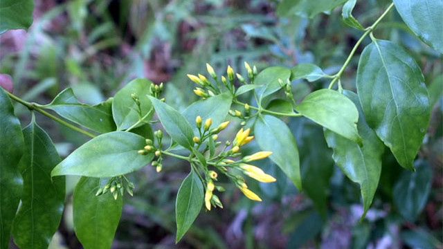 Picture 6 of Close-up of plants '3 leaves take a human life'