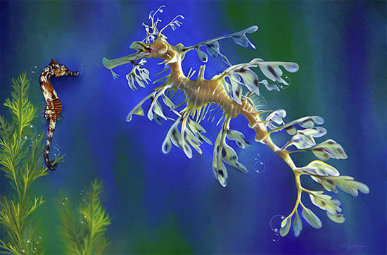 Picture 10 of Close-up of rare species of dragons in the seabed