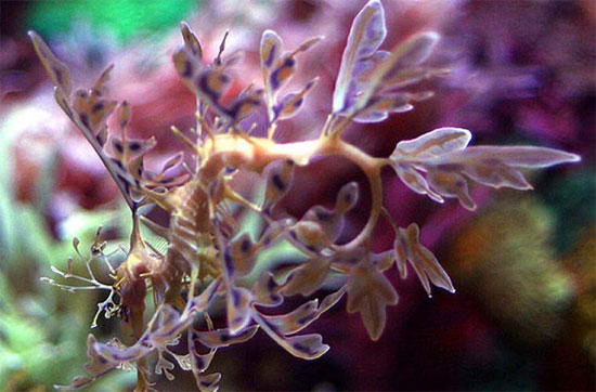 Picture 7 of Close-up of rare species of dragons in the seabed