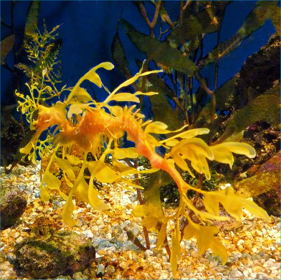 Picture 8 of Close-up of rare species of dragons in the seabed