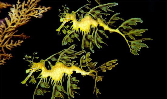 Picture 9 of Close-up of rare species of dragons in the seabed