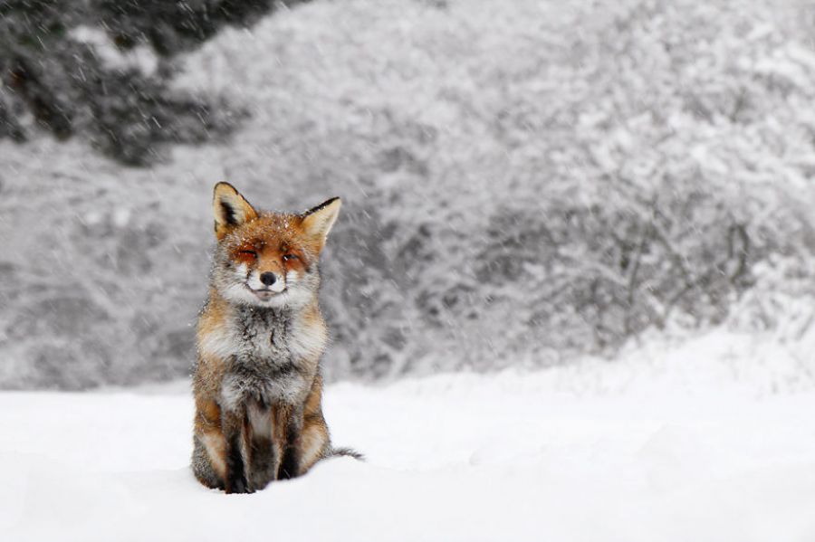 Picture 13 of Close-up of ravishing red fox in white snow