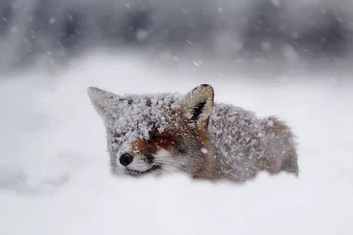 Picture 15 of Close-up of ravishing red fox in white snow