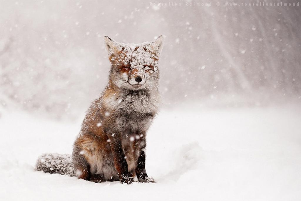 Picture 2 of Close-up of ravishing red fox in white snow