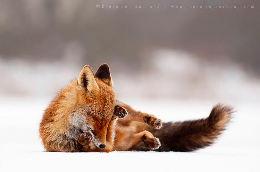 Picture 5 of Close-up of ravishing red fox in white snow