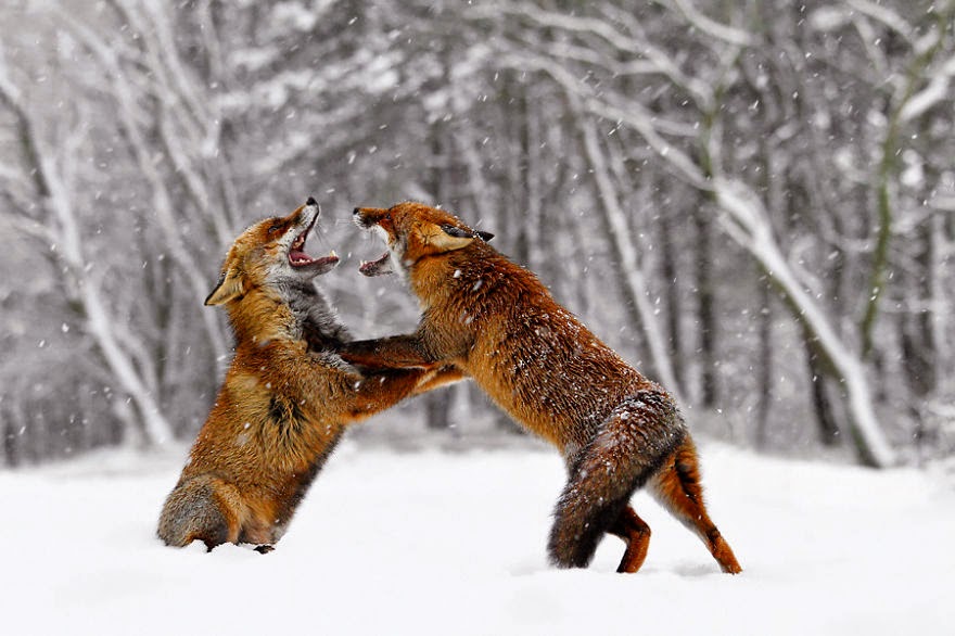 Picture 6 of Close-up of ravishing red fox in white snow