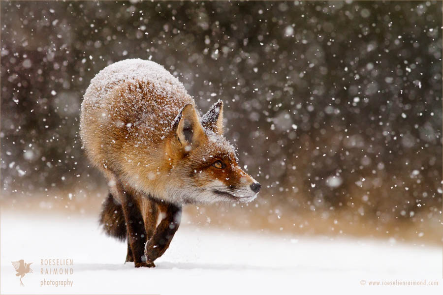 Picture 7 of Close-up of ravishing red fox in white snow