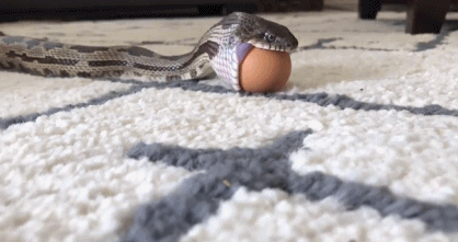 Picture 2 of Close-up of snakes vigorously swallowed eggs full of humor