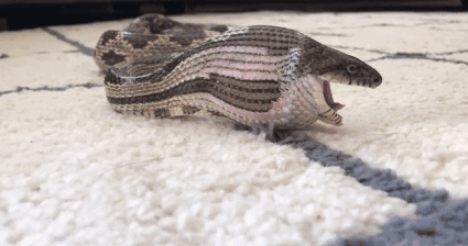 Picture 3 of Close-up of snakes vigorously swallowed eggs full of humor
