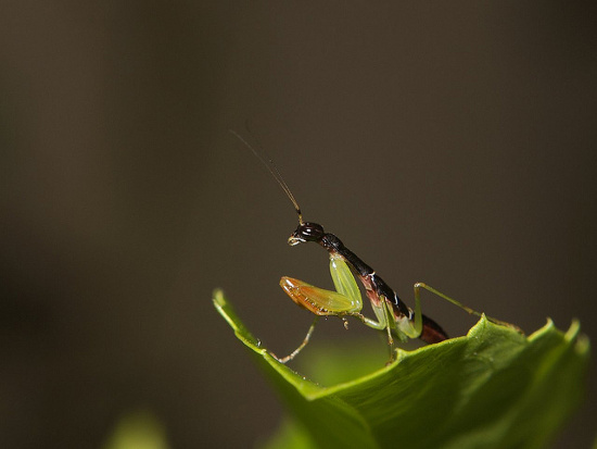 Picture 8 of Close-up of strange animals half ants of mantis in Vietnam
