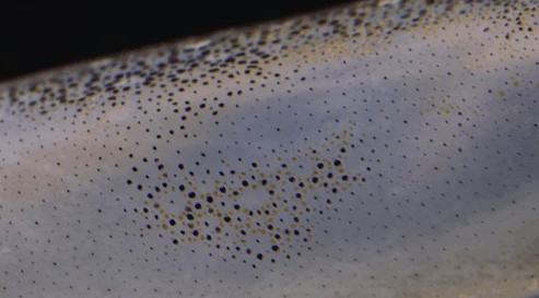 Picture 4 of Close-up of the beautiful color changing mechanism of squid skin