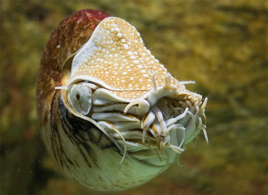 Picture 1 of Close-up of the bizarre