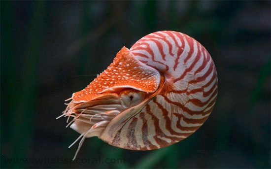 Picture 3 of Close-up of the bizarre