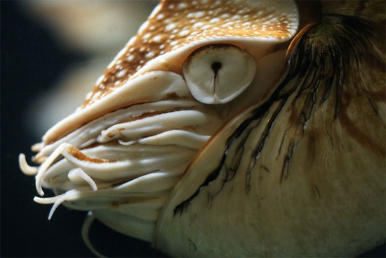 Picture 8 of Close-up of the bizarre