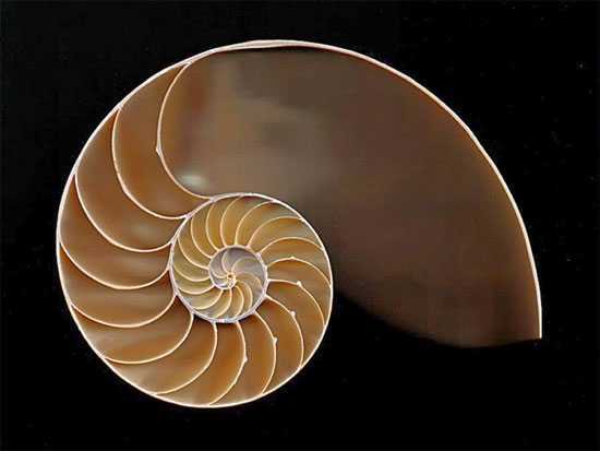 Picture 9 of Close-up of the bizarre