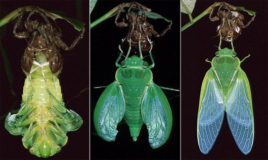 Picture 5 of Close-up of the cicada process