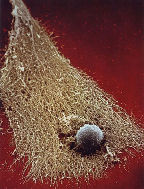 Picture 10 of Close-up of the human body's immune system is beautiful