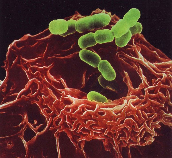 Picture 7 of Close-up of the human body's immune system is beautiful