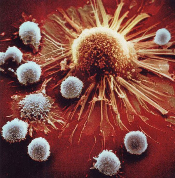 Picture 8 of Close-up of the human body's immune system is beautiful
