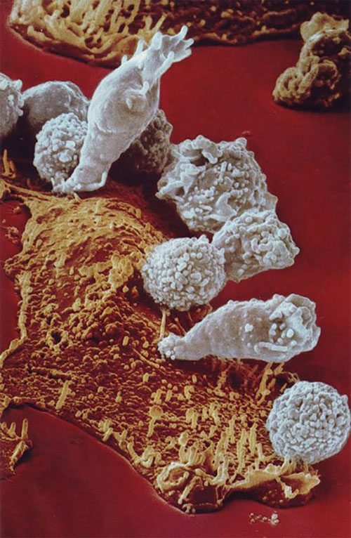 Picture 9 of Close-up of the human body's immune system is beautiful