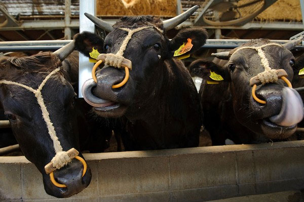 Picture 1 of Close-up of the life of the 'prince princess' of Kobe beef