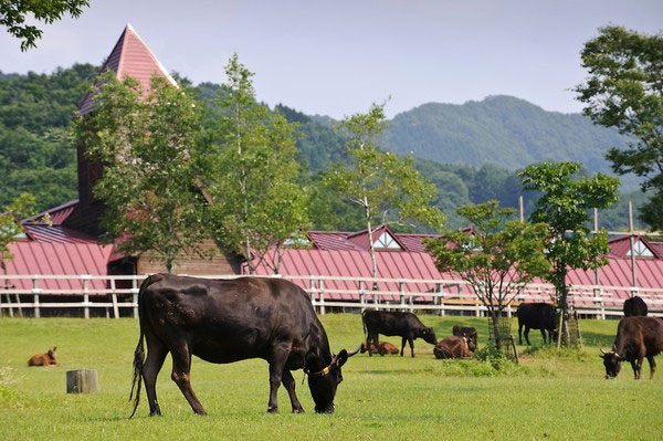 Picture 2 of Close-up of the life of the 'prince princess' of Kobe beef