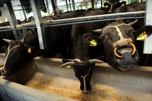 Picture 3 of Close-up of the life of the 'prince princess' of Kobe beef