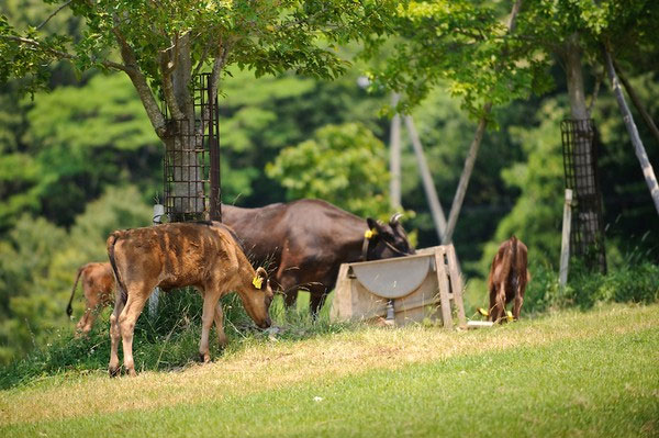 Picture 4 of Close-up of the life of the 'prince princess' of Kobe beef