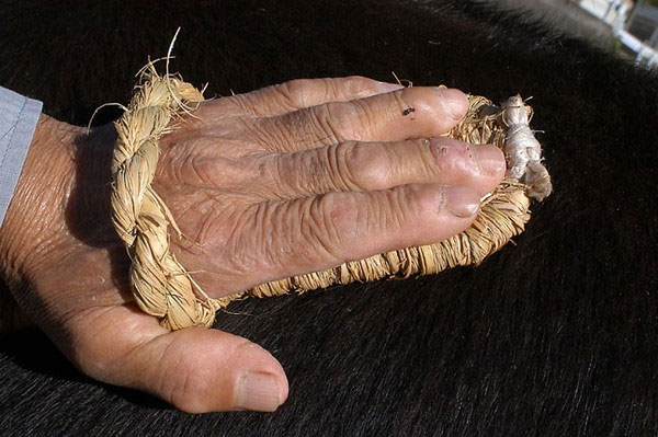 Picture 6 of Close-up of the life of the 'prince princess' of Kobe beef