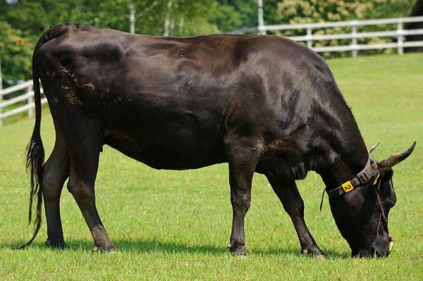 Picture 7 of Close-up of the life of the 'prince princess' of Kobe beef