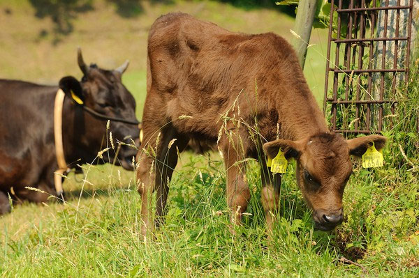 Picture 8 of Close-up of the life of the 'prince princess' of Kobe beef